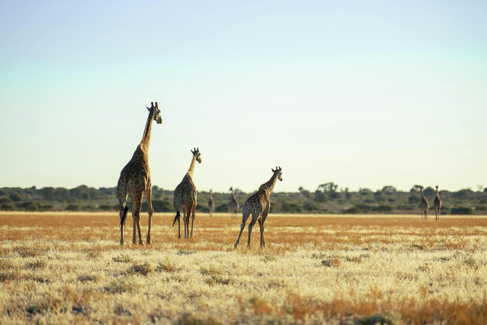A giraffe walking across open savanna grassland at an open-range safari park