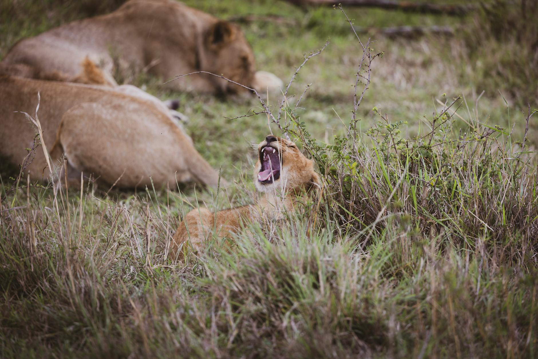 A lion resting on open savanna, the signature animal at Monarto Safari Park