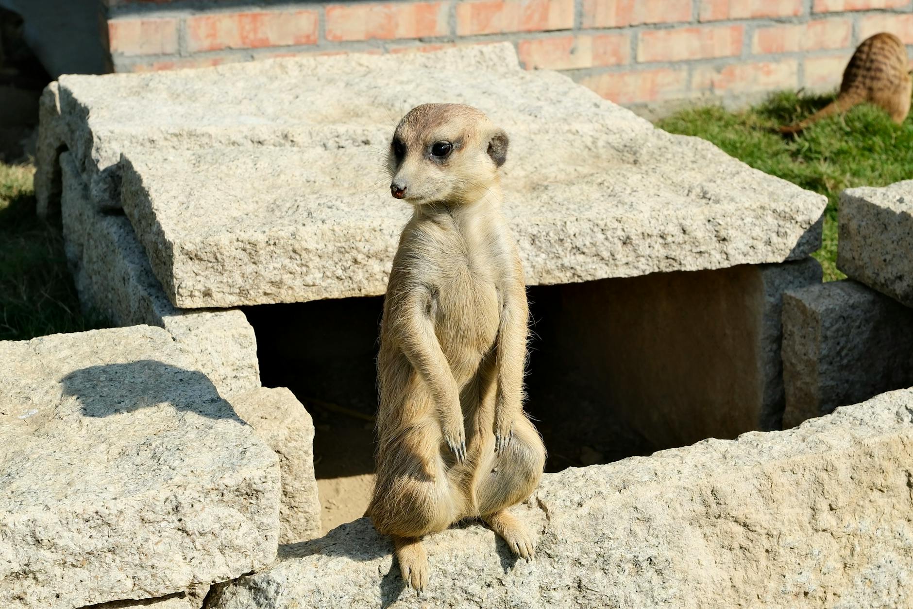 A meerkat standing alert, one of the animal encounters at Monarto Safari Park