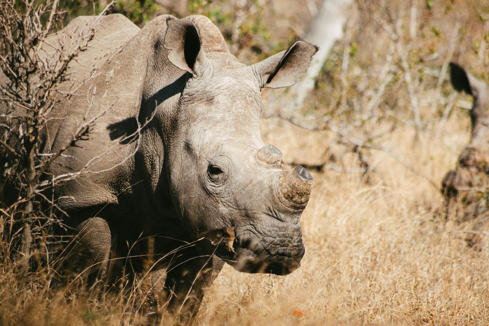A southern white rhino grazing on open grassland at Monarto Safari Park