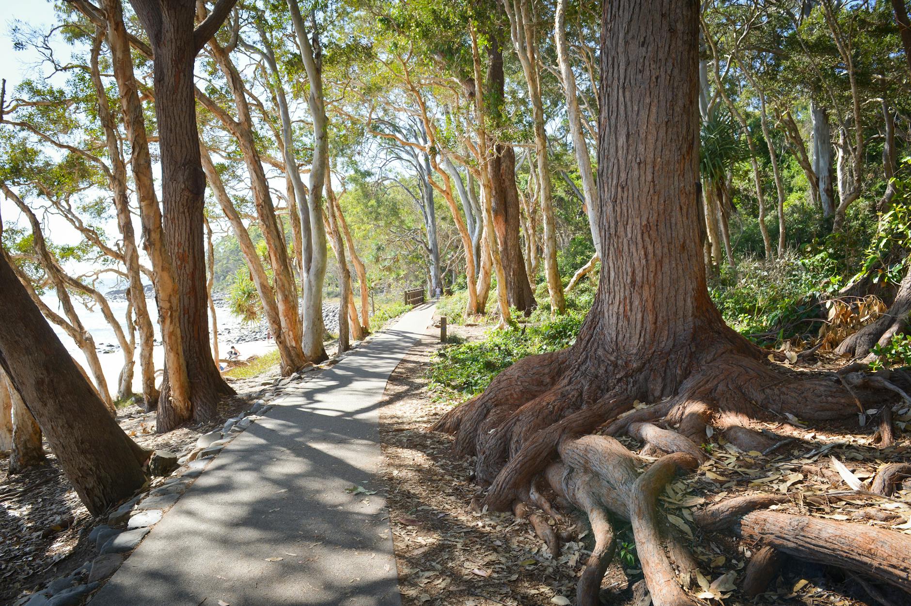 A bush hiking trail winding through gum trees at Morialta