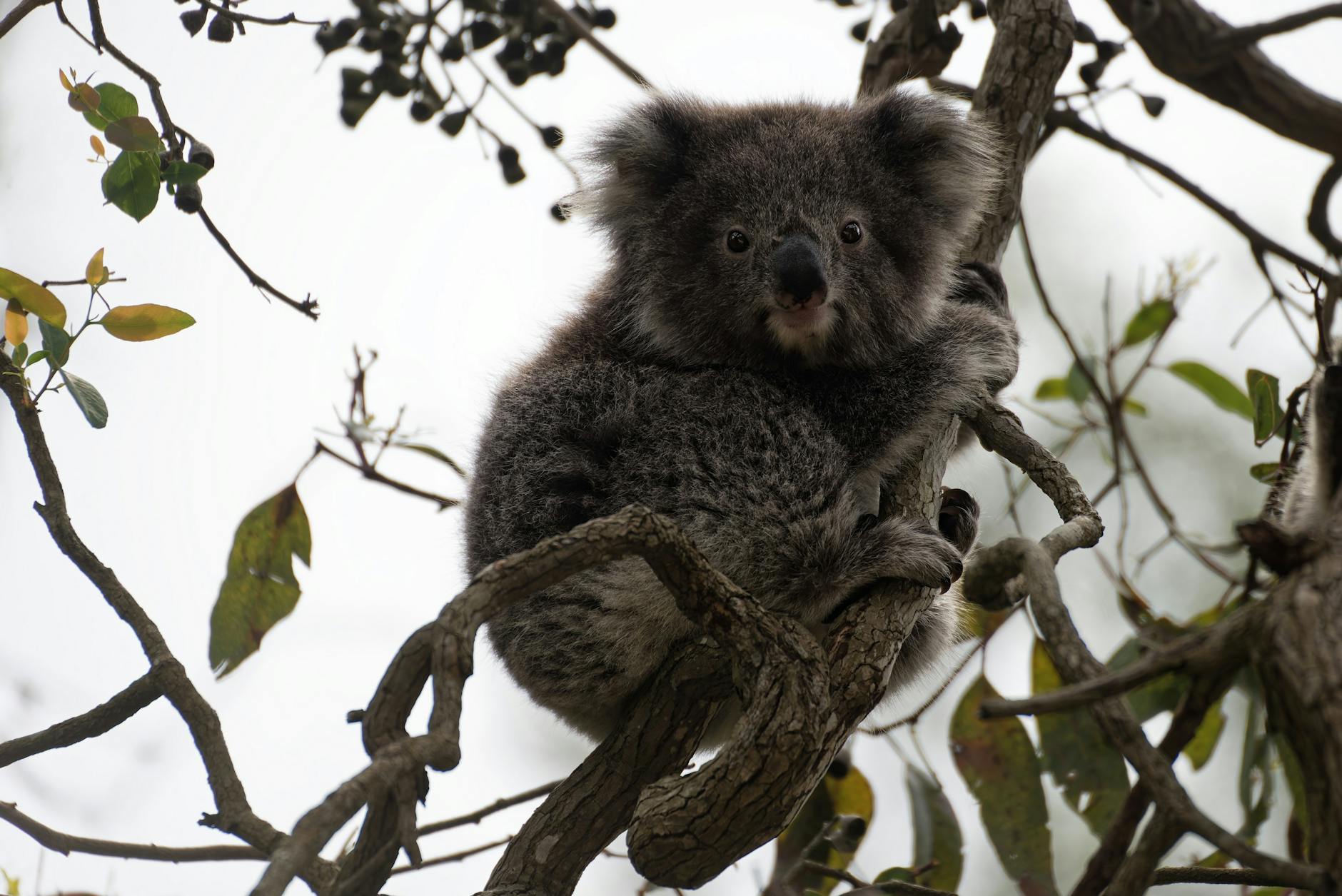 A wild koala resting in a gum tree at Morialta Conservation Park