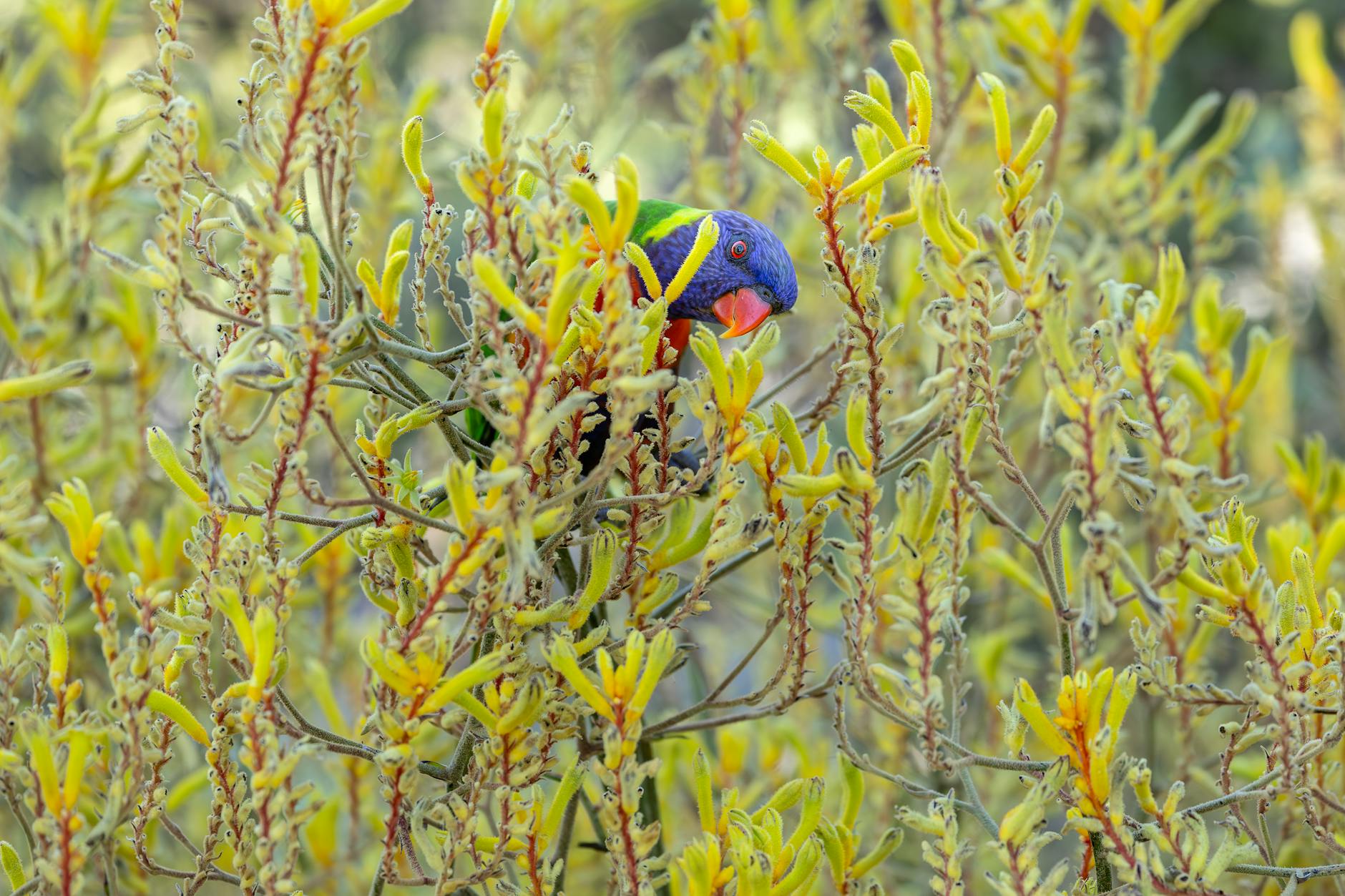 A rainbow lorikeet in the bush, typical birdlife at Morialta