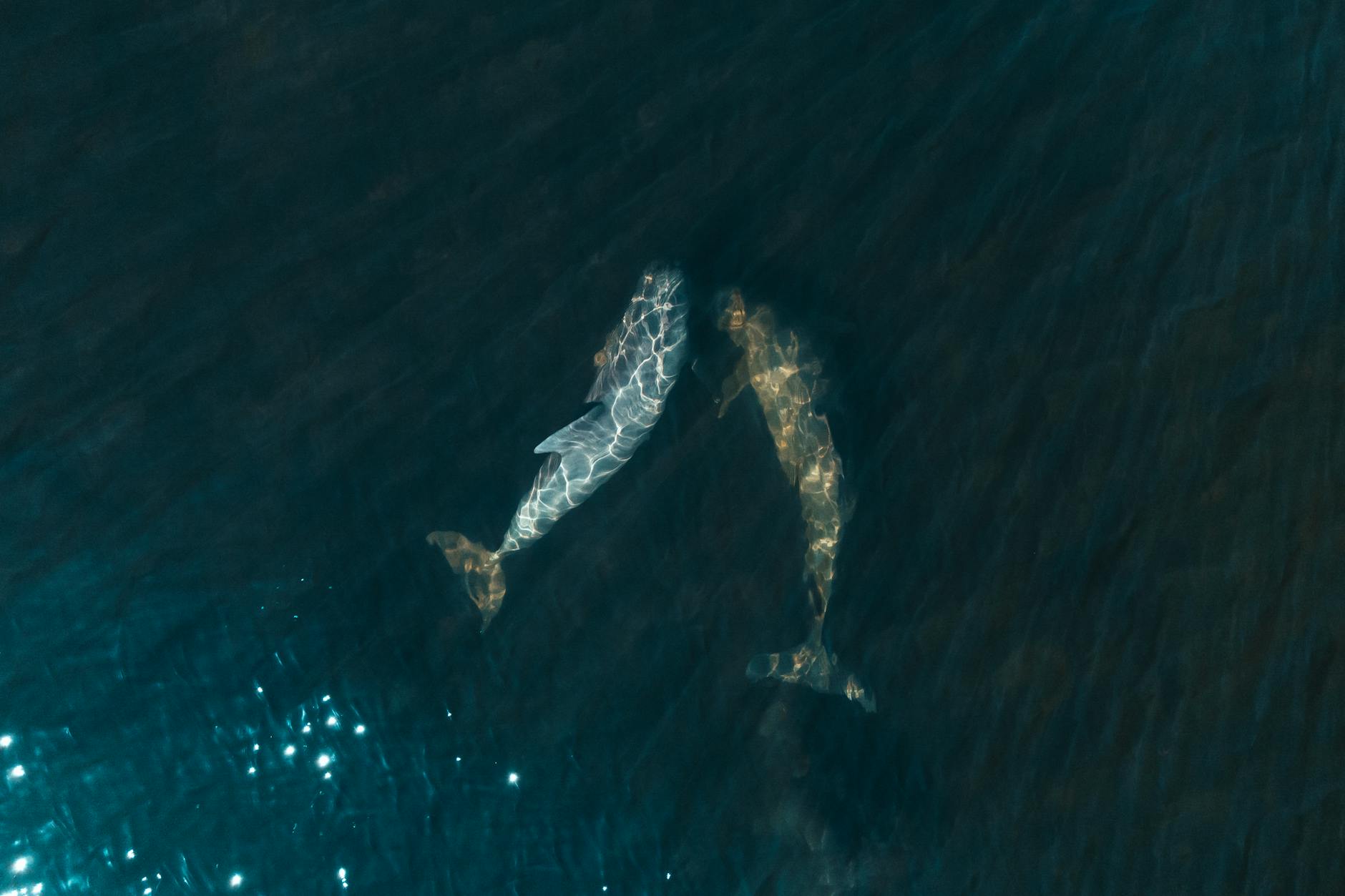 A wild bottlenose dolphin in the Port River estuary at Port Adelaide