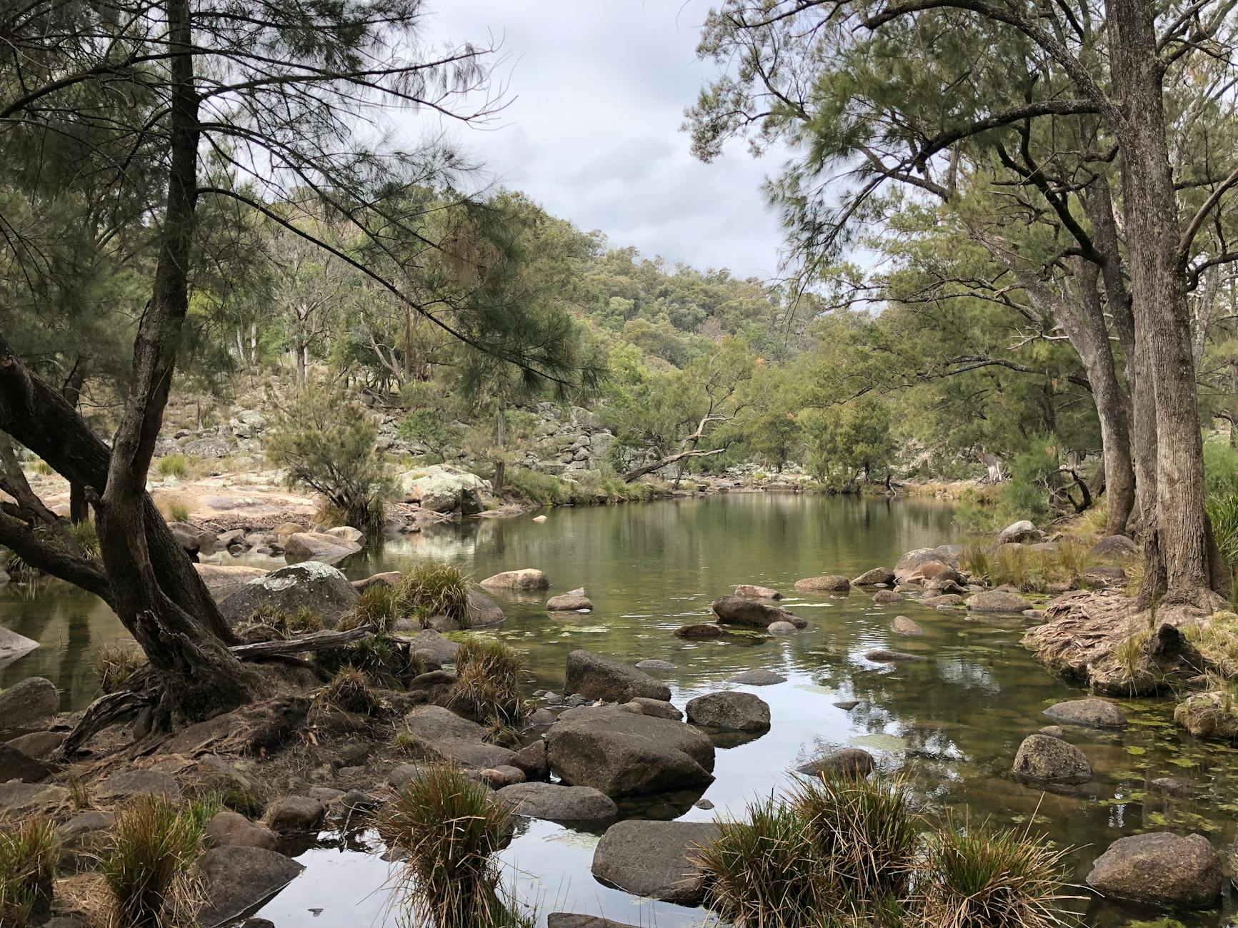 River red gums and wetland along the Murray in the Riverland