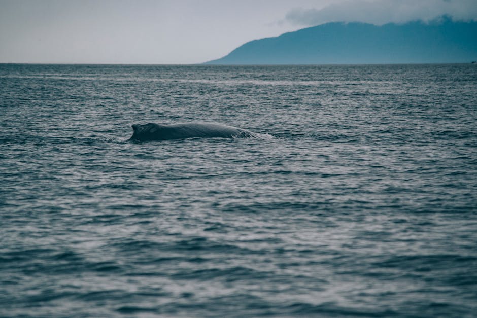 Victor Harbor & Granite Island: Whale Watching & Coastal Day Trip