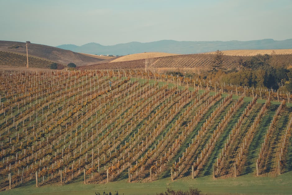 Rolling hills of McLaren Vale wine region near Adelaide