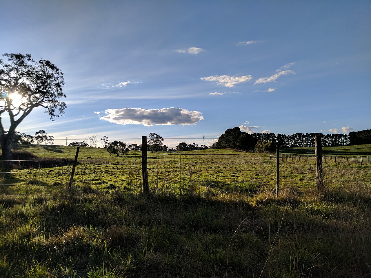 Green paddocks behind a wire fence with a gum tree silhouetted against a blue sky in the hills near Nairne