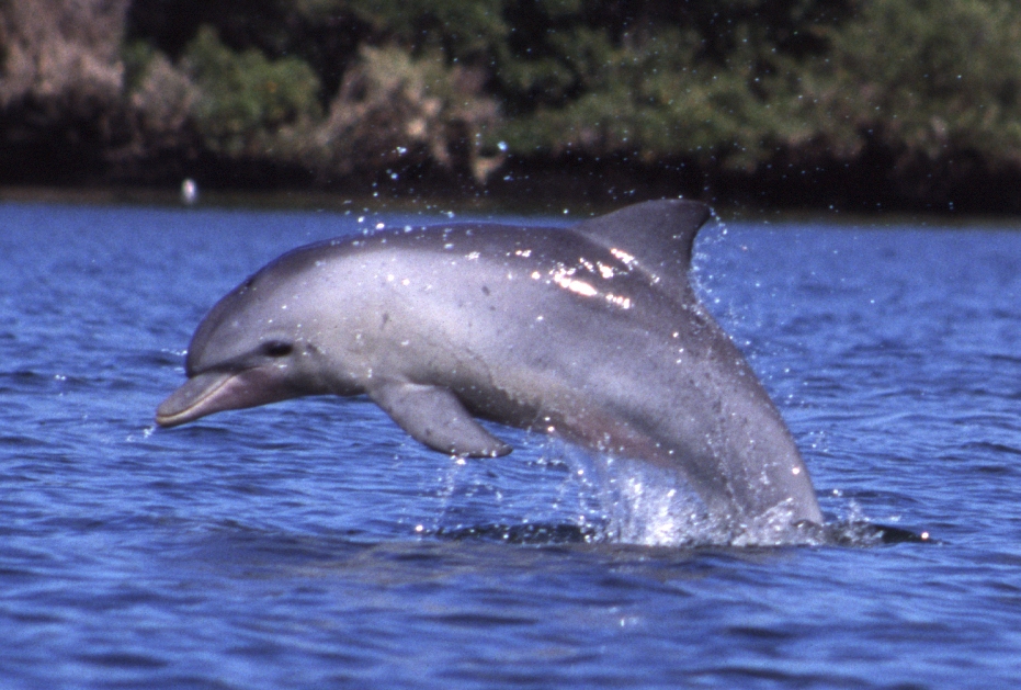 An Indo-Pacific bottlenose dolphin leaping clear of the water in the Port River at Adelaide
