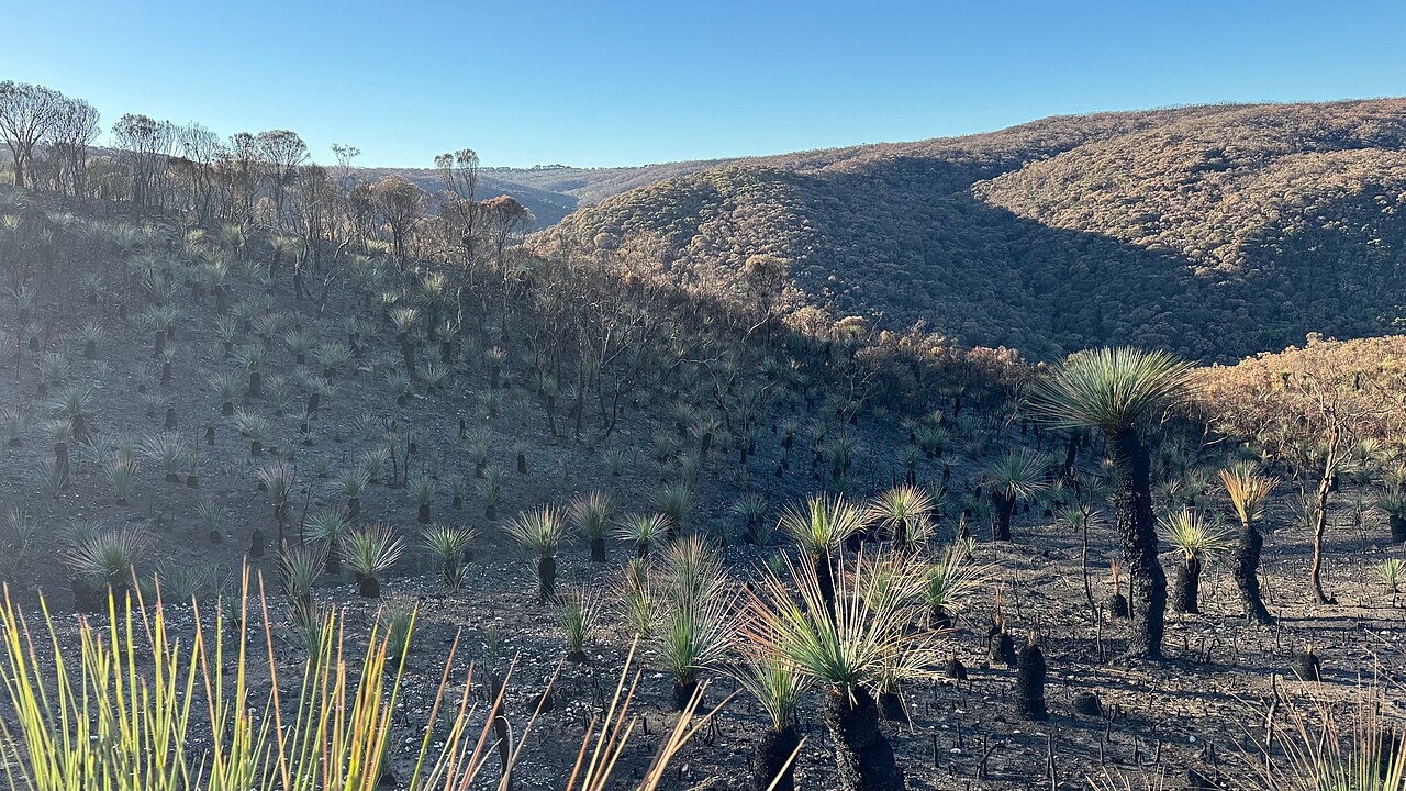 Grass trees with fresh green tops rising from blackened ground on a burnt hillside in Deep Creek National Park