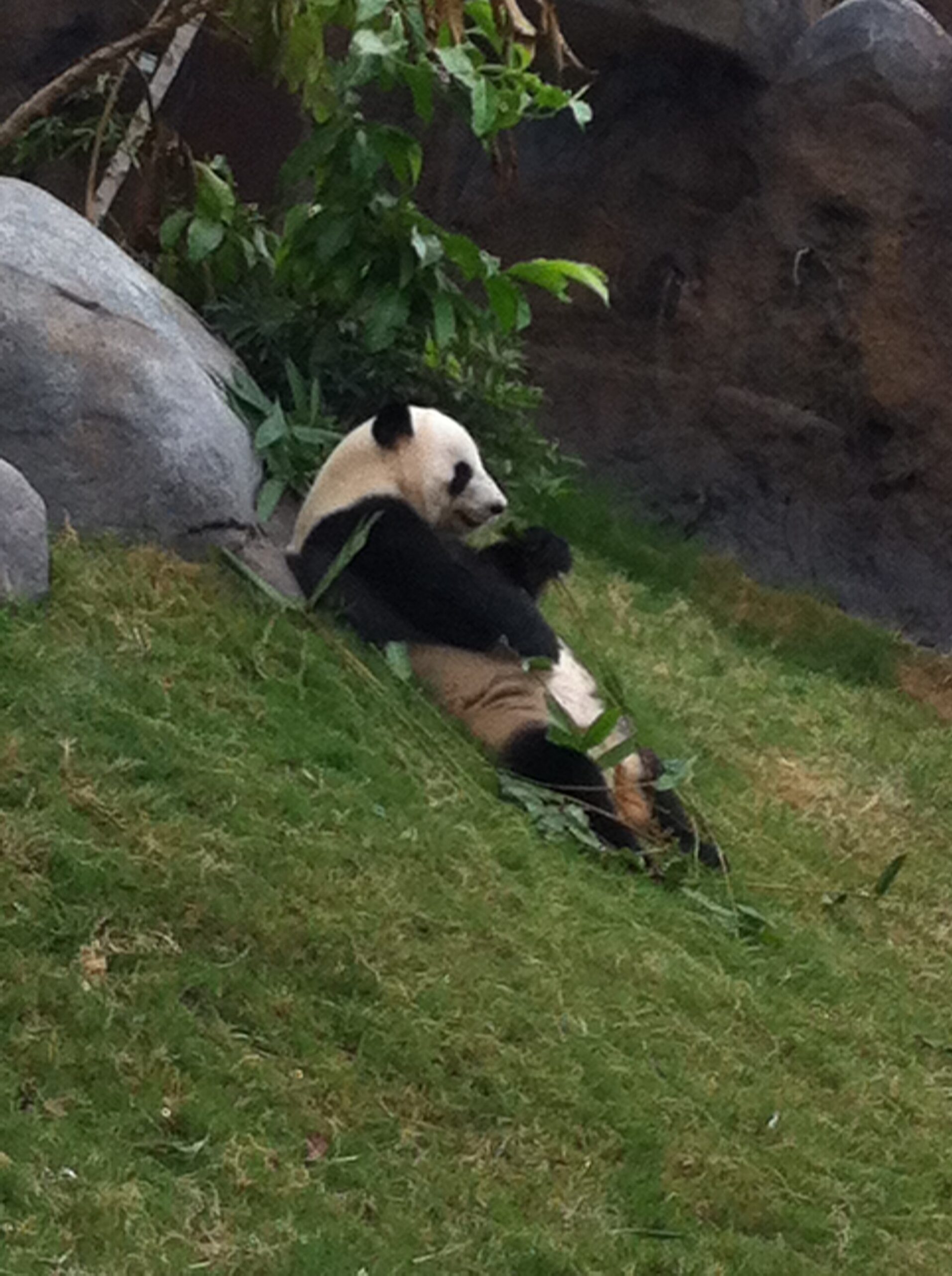A giant panda reclining on grass chewing a bamboo stalk