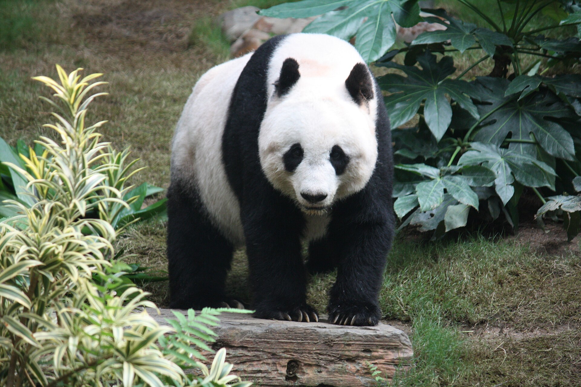 A giant panda standing on a log in a green enclosure with broad-leaved planting behind