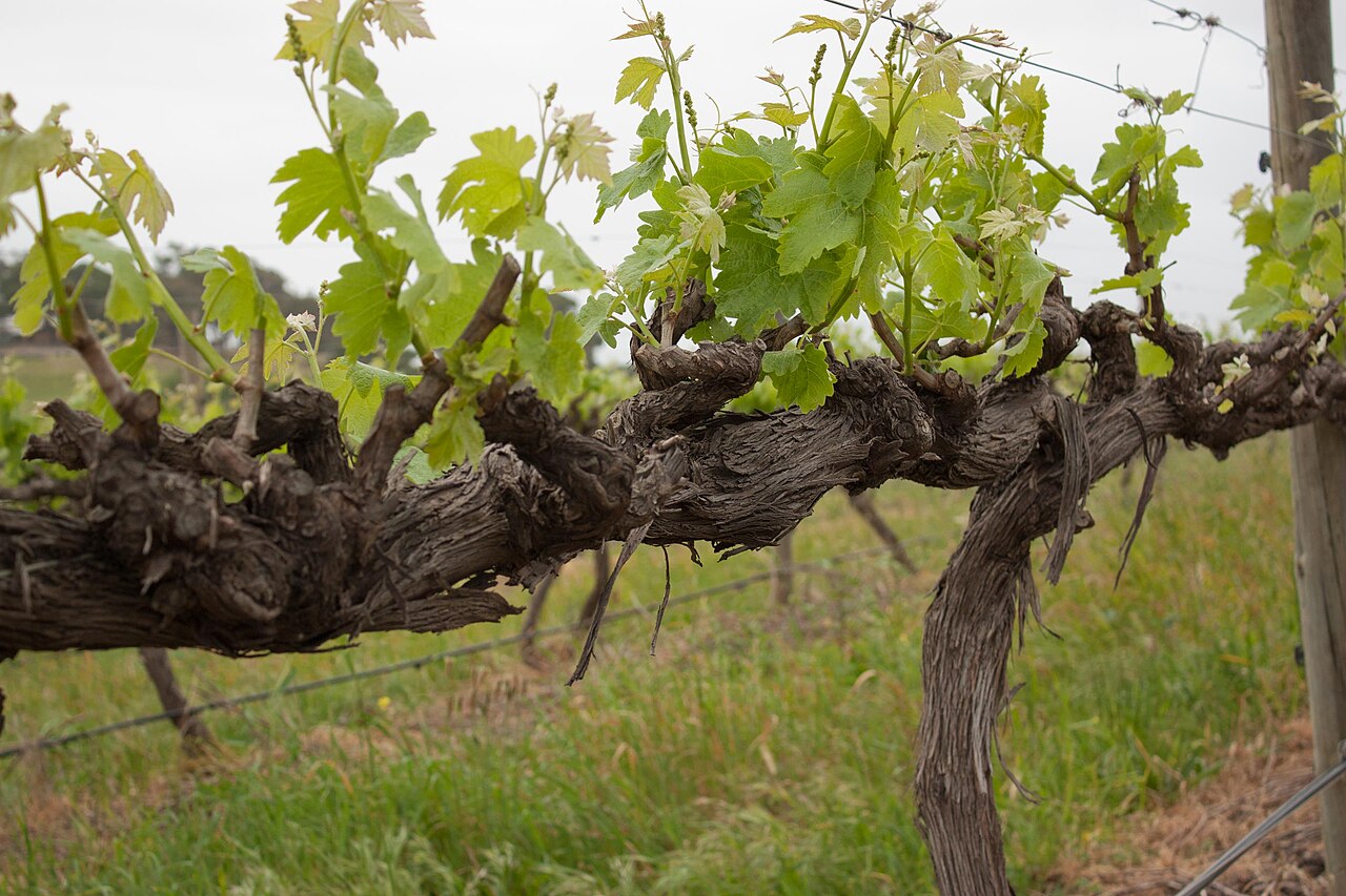 A thick, gnarled old grapevine trunk trained along a trellis wire with bright green spring shoots and leaves