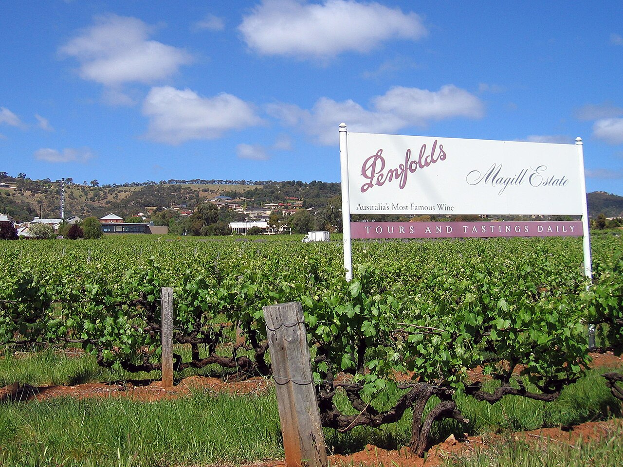 A Penfolds Magill Estate sign reading Tours and Tastings Daily beside rows of old vines, with suburban houses and the Adelaide foothills behind