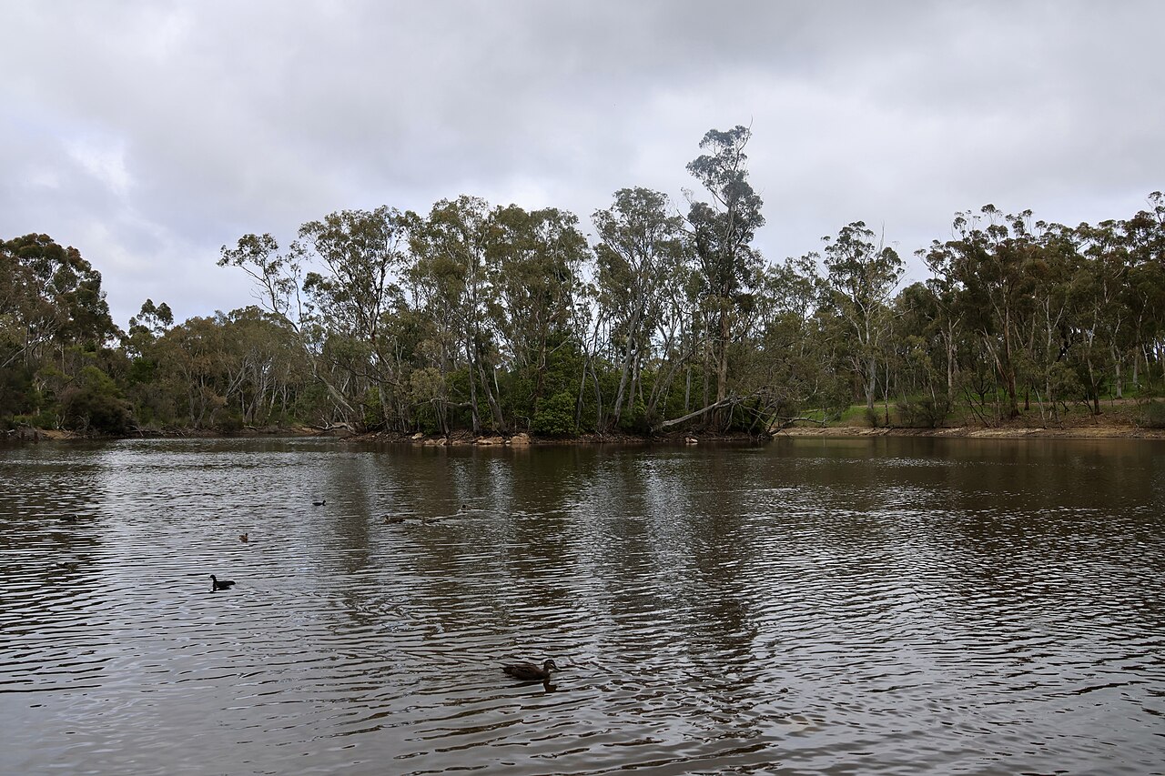 Playford Lake at Belair National Park with gum trees along the far shore and waterbirds on the water