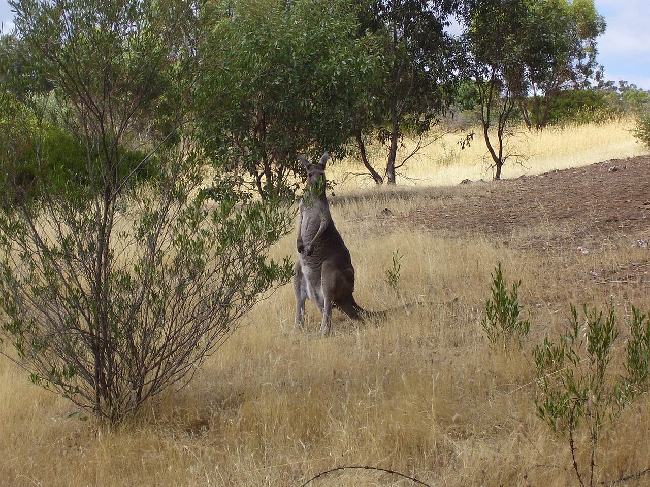 A western grey kangaroo standing upright among shrubs in dry grassland at Onkaparinga River National Park