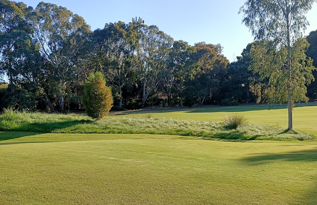 A fairway at Kooyonga Golf Club lined with tall eucalypts and native grasses under a clear sky