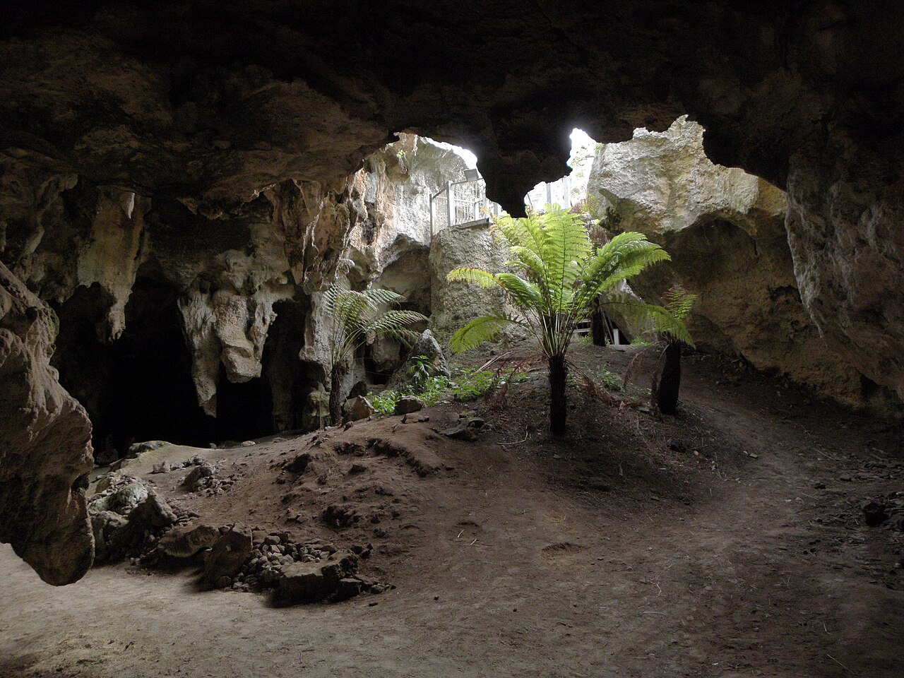 The mouth of a limestone cave at Naracoorte Caves National Park, with tree ferns growing in a pool of daylight beneath a collapsed opening in the roof