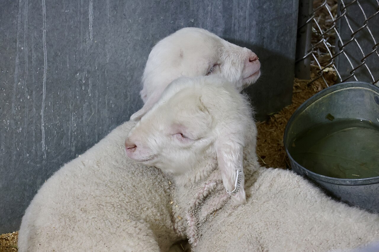 Two young white lambs resting together on straw in a pen at the Royal Adelaide Show