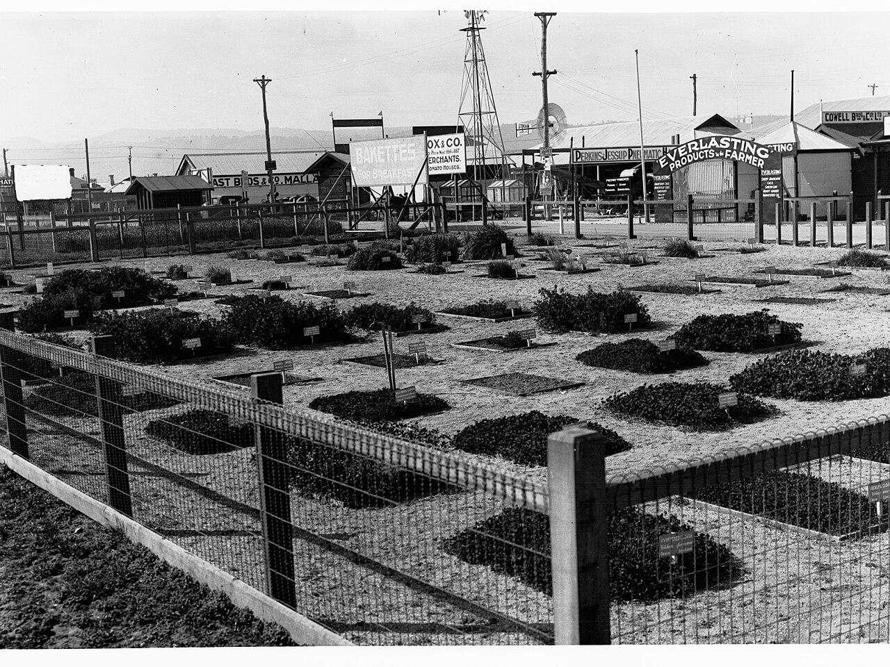 Black-and-white photograph of fenced demonstration plots of labelled plants at the Royal Adelaide Show around 1928, with exhibitors' stands and a windmill behind