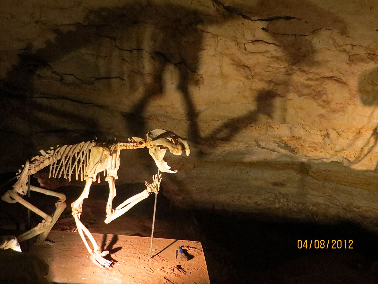 A reconstructed skeleton of a marsupial lion lit up against the rock wall inside Victoria Fossil Cave, casting a large shadow